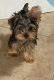Yorkshire Terrier Puppies for sale in Lake Mary, FL 32746, USA. price: $1,800