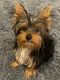 Yorkshire Terrier Puppies for sale in Fort Lauderdale, FL, USA. price: $1,500