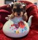 Yorkshire Terrier Puppies for sale in Myrtle Beach, SC, USA. price: $2,500
