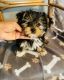 Yorkshire Terrier Puppies for sale in Plain City, OH 43064, USA. price: $1,500