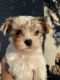 Yorkshire Terrier Puppies for sale in La Grande, OR 97850, USA. price: $2,500