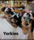 Yorkshire Terrier Puppies for sale in Columbia, SC, USA. price: $10,002,000