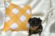 Yorkshire Terrier Puppies for sale in Webster, FL 33597, USA. price: $2,000