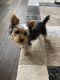 Yorkshire Terrier Puppies for sale in Matteson, IL, USA. price: $1,500