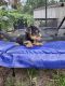 Yorkshire Terrier Puppies for sale in Orlando, FL, USA. price: $1,000