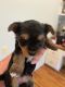 Yorkshire Terrier Puppies for sale in Easley, SC, USA. price: $1,000