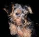 Yorkshire Terrier Puppies for sale in Peabody, MA, USA. price: $1,000
