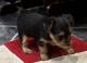 Yorkshire Terrier Puppies for sale in Beaumont, TX, USA. price: $1,500