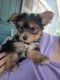 Yorkshire Terrier Puppies for sale in Jacksonville, AR, USA. price: NA