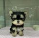 Yorkshire Terrier Puppies for sale in 6607 Cove Creek Dr, Billings, MT 59106, USA. price: $750