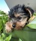 Yorkshire Terrier Puppies for sale in Bennington, IN 47043, USA. price: $1,300