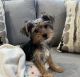 Yorkshire Terrier Puppies for sale in McKinney, TX, USA. price: $1,200