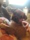 Yorkshire Terrier Puppies for sale in Brooklyn, MI 49230, USA. price: $400
