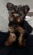 Yorkshire Terrier Puppies for sale in Lafayette, LA, USA. price: $1,500