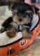 Yorkshire Terrier Puppies for sale in Canyon Lake, TX, USA. price: $1,800