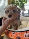 Yorkshire Terrier Puppies for sale in Canyon Lake, TX, USA. price: $1,800