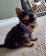 Yorkshire Terrier Puppies for sale in Chicago, IL, USA. price: $800