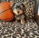 Yorkshire Terrier Puppies for sale in Chicago, IL, USA. price: $750
