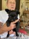 Yorkshire Terrier Puppies for sale in Fairview, NC 28730, USA. price: $2,500