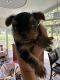 Yorkshire Terrier Puppies for sale in Decatur, IL, USA. price: $1,500