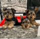 Yorkshire Terrier Puppies for sale in Puerto Rico, TX 78563, USA. price: $500