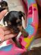 Yorkshire Terrier Puppies for sale in Boston, MA, USA. price: $1,400