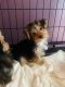 Yorkshire Terrier Puppies for sale in Plain City, OH 43064, USA. price: $1,500