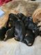 Yorkshire Terrier Puppies for sale in Greenwood, SC, USA. price: $1,500