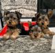 Yorkshire Terrier Puppies for sale in California City, CA, USA. price: $500