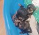 Yorkshire Terrier Puppies for sale in Roanoke, VA 24017, USA. price: $1,500