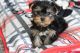 Yorkshire Terrier Puppies for sale in Chicago, IL, USA. price: $1,000
