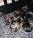 Yorkshire Terrier Puppies for sale in Shelby, NC, USA. price: $2,500