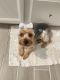 Yorkshire Terrier Puppies for sale in Jacksonville, FL 32244, USA. price: $300