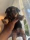 Yorkshire Terrier Puppies for sale in Willingboro, NJ 08046, USA. price: $2,000
