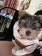 Yorkshire Terrier Puppies for sale in Union City, NJ 07087, USA. price: $2,800