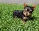 Yorkshire Terrier Puppies for sale in Clyde, NY 14433, USA. price: $2,100