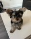 Yorkshire Terrier Puppies for sale in Hollywood, Los Angeles, CA, USA. price: $450