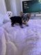 Yorkshire Terrier Puppies for sale in Walt Disney World Dolphin, Bay Lake, FL 34747, USA. price: $2,300