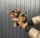 Yorkshire Terrier Puppies for sale in Winnie, TX 77665, USA. price: $450
