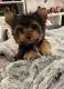 Yorkshire Terrier Puppies for sale in Winnie, TX 77665, USA. price: $500