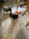 Yorkshire Terrier Puppies for sale in Magazine, AR 72943, USA. price: $150