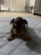Yorkshire Terrier Puppies for sale in Atco, NJ 08004, USA. price: $1,500