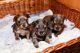 Yorkshire Terrier Puppies for sale in Texas City, TX, USA. price: $500