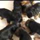 Yorkshire Terrier Puppies for sale in Texas City, TX, USA. price: $400