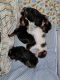 Yorkshire Terrier Puppies for sale in Sanborn, NY 14132, USA. price: NA