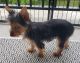 Yorkshire Terrier Puppies for sale in Marlton, Evesham, NJ, USA. price: $1,500