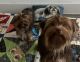 Yorkshire Terrier Puppies for sale in Houston, TX, USA. price: $1,500