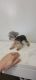 Yorkshire Terrier Puppies for sale in Queens, NY 11106, USA. price: $9,000