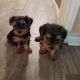 Yorkshire Terrier Puppies for sale in Magnolia, TX, USA. price: $80,000