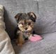 Yorkshire Terrier Puppies for sale in Staunton, IL 62088, USA. price: $1,000